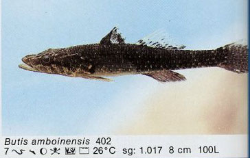 Butis amboinensis